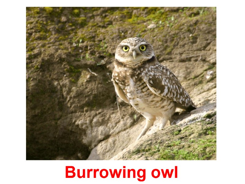 Burrowing owl